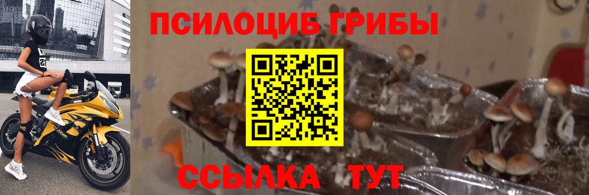 Ачхой-Мартан  Галлюциногенные грибы мицелий  Вход с VPN 